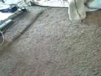 Doggy joins a trio